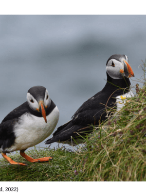 MAJOR THREATS TO WILDLIFE IN IRELAND AND AREAS TO FOCUS CONSERVATION&nbsp;ACTIONS